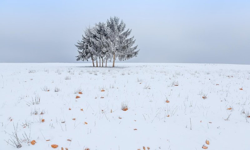 Обои небо, снег, дерево, зима, поле, the sky, snow, tree, winter, field разрешение 2048x1365 Загрузить