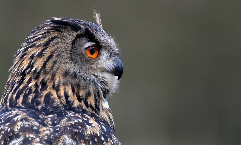 Обои сова, фон, профиль, птица, клюв, перья, owl, background, profile, bird, beak, feathers разрешение 3730x2105 Загрузить