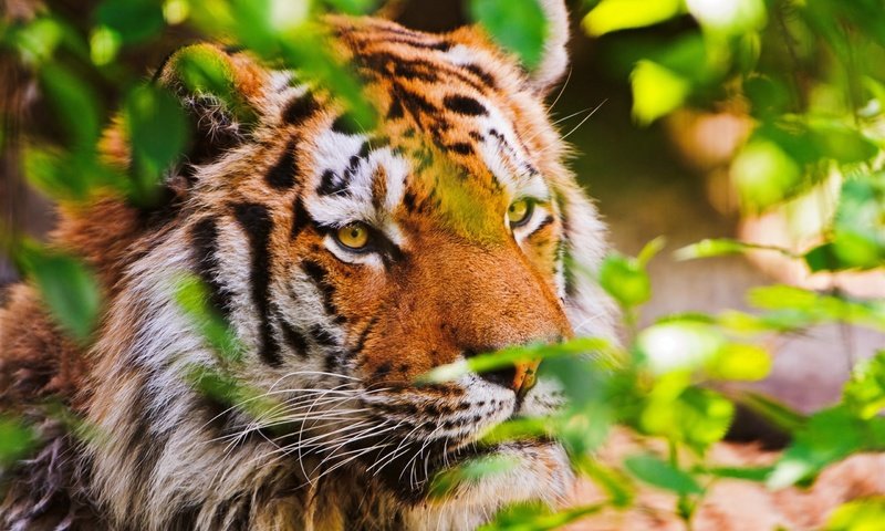 Обои тигр, морда, листья, взгляд, хищник, tiger, face, leaves, look, predator разрешение 2560x1600 Загрузить