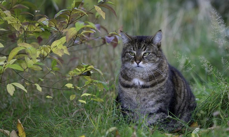 Обои глаза, трава, природа, листья, кот, усы, ветки, кошка, взгляд, look, eyes, grass, nature, leaves, cat, mustache, branches разрешение 2560x1600 Загрузить