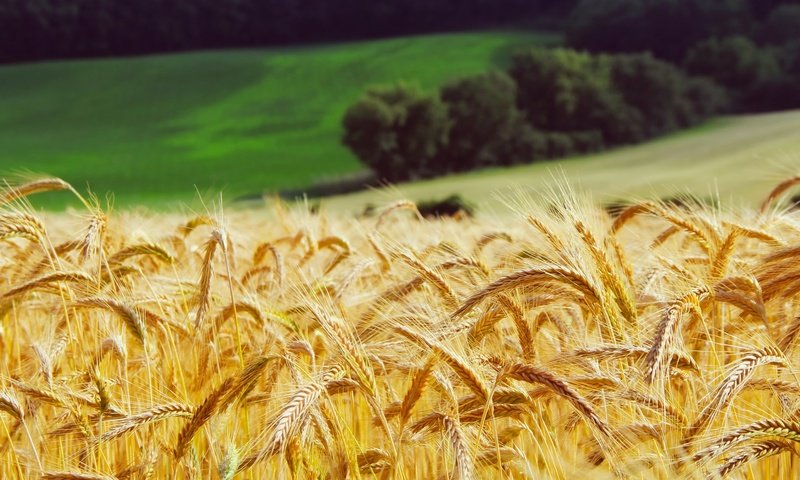Обои трава, лес, поле, луг, колосья, пшеница, желтые, grass, forest, field, meadow, ears, wheat, yellow разрешение 2200x1467 Загрузить