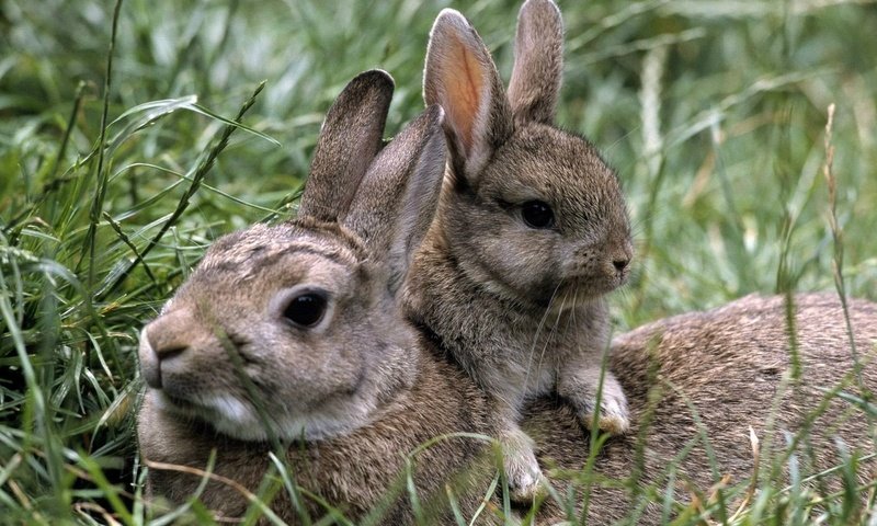 Обои трава, природа, лето, кролики, зайцы, grass, nature, summer, rabbits разрешение 1920x1285 Загрузить