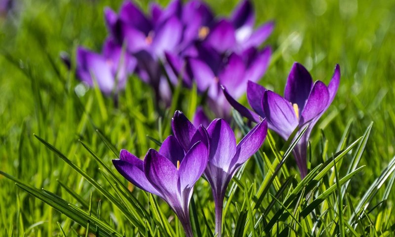 Обои цветы, весна, крокусы, боке, шафран, flowers, spring, crocuses, bokeh, saffron разрешение 2048x1536 Загрузить