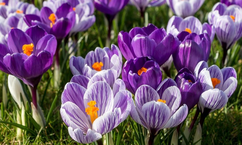 Обои цветы, весна, сиреневый, крокусы, шафран, flowers, spring, lilac, crocuses, saffron разрешение 2048x1361 Загрузить