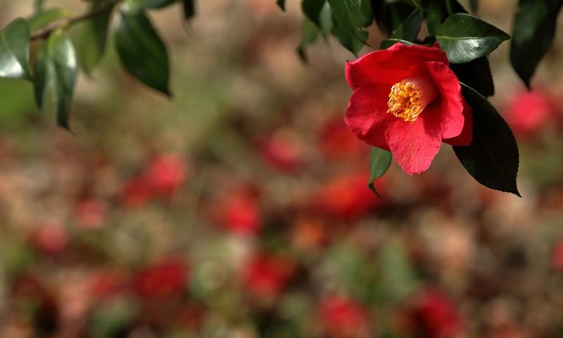 Обои ветка, природа, фон, цветок, красная, камелия, branch, nature, background, flower, red, camellia разрешение 2400x1600 Загрузить