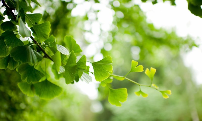 Обои ветка, природа, дерево, листья, фон, ветки, размытость, гинкго, branch, nature, tree, leaves, background, branches, blur, ginkgo разрешение 2048x1363 Загрузить