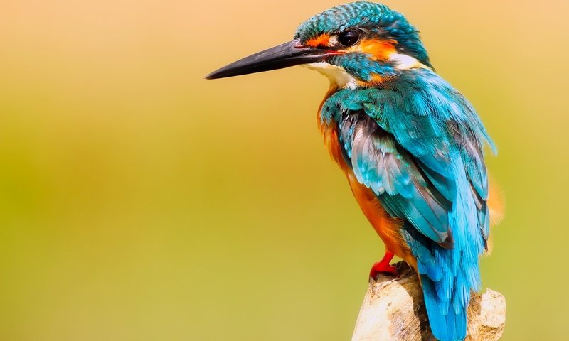 Обои ветка, птица, клюв, зимородок, branch, bird, beak, kingfisher разрешение 2000x1333 Загрузить