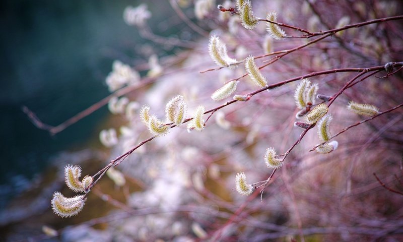 Обои ветка, природа, размытость, весна, верба, branch, nature, blur, spring, verba разрешение 4704x3136 Загрузить