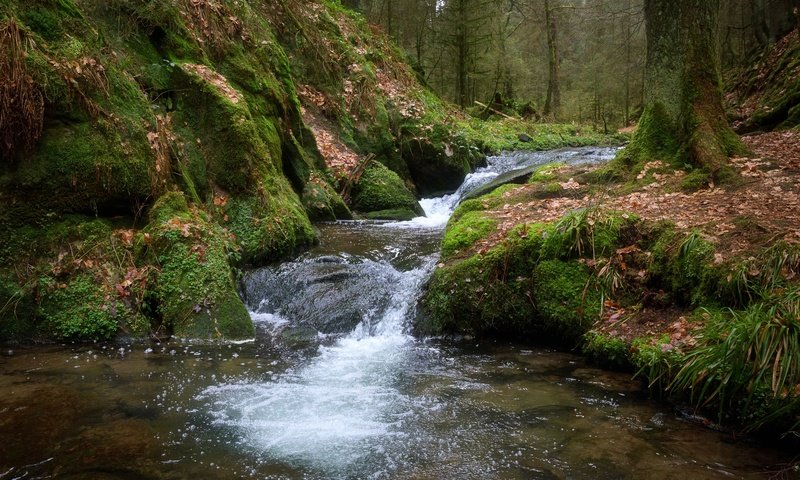 Обои деревья, вода, лес, ручей, поток, мох, trees, water, forest, stream, moss разрешение 2400x1600 Загрузить