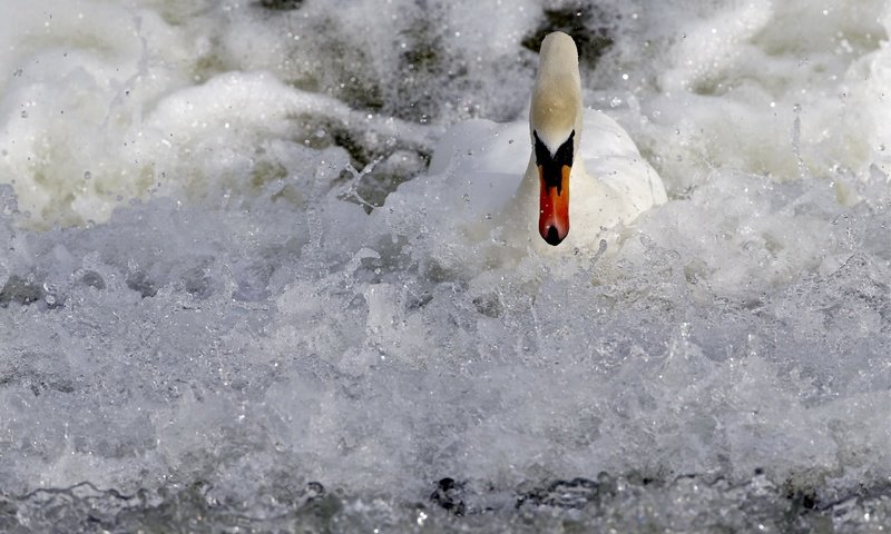 Обои вода, природа, птица, лебедь, water, nature, bird, swan разрешение 2560x1656 Загрузить