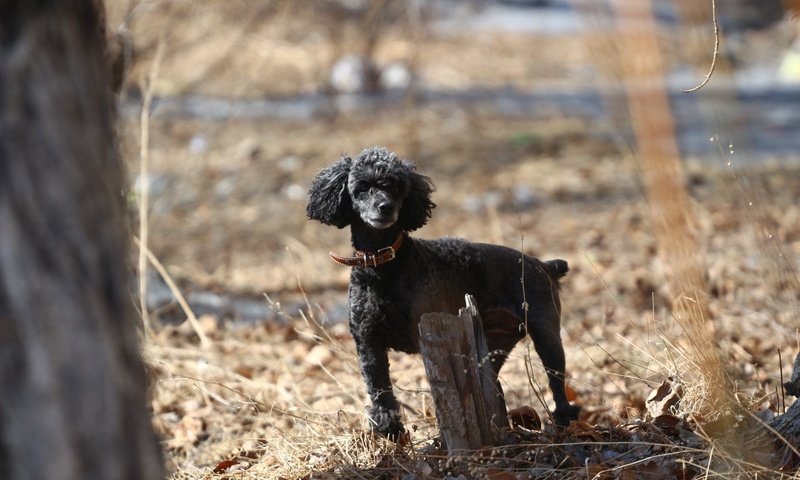 Обои взгляд, собака, весна, ошейник, пудель, look, dog, spring, collar, poodle разрешение 1920x1280 Загрузить