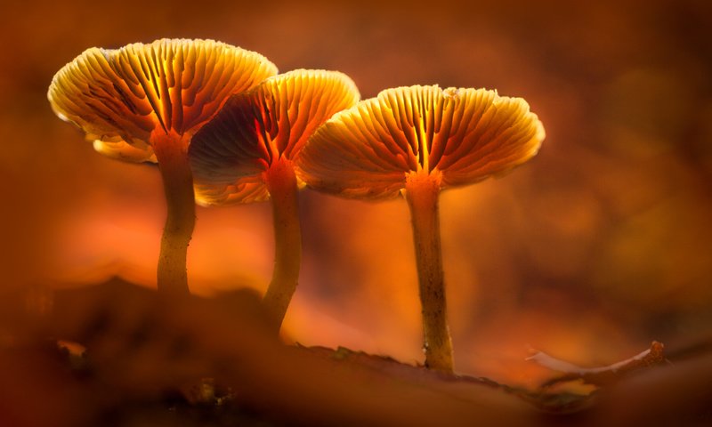 Обои свет, грибы, гриб, оранжевый, подсветка, sophiaspurgin, light, mushrooms, mushroom, orange, backlight разрешение 5760x3840 Загрузить