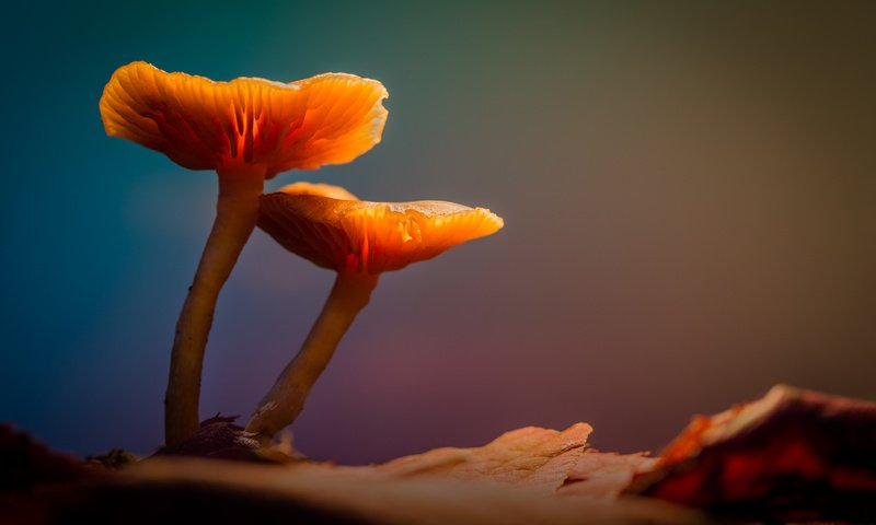 Обои свет, лес, грибы, гриб, подсветка, sophiaspurgin, лесные грибы, light, forest, mushrooms, mushroom, backlight, forest mushrooms разрешение 5760x3840 Загрузить