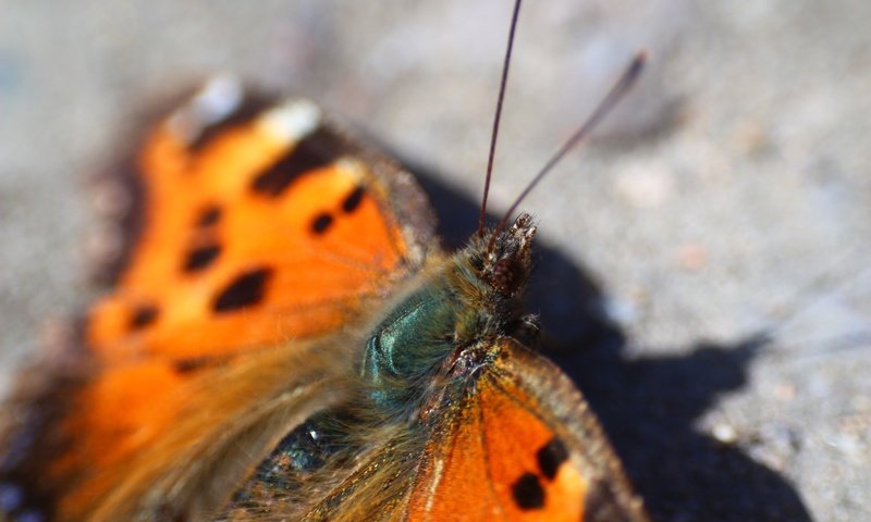 Обои насекомое, бабочка, тень, крылышки, insect, butterfly, shadow, wings разрешение 1920x1280 Загрузить
