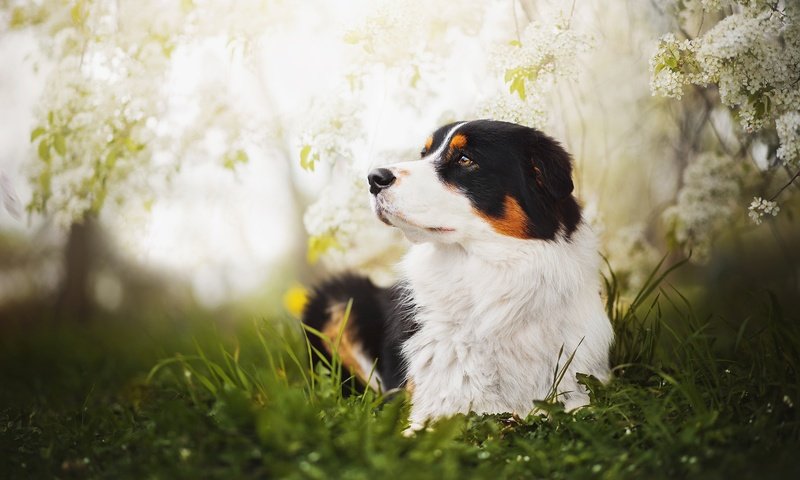 Обои глаза, трава, цветение, взгляд, собака, весна, бернский зенненхунд, blake, eyes, grass, flowering, look, dog, spring, bernese mountain dog разрешение 2048x1375 Загрузить
