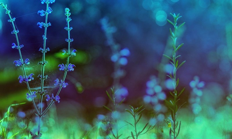Обои цветы, природа, растения, фон, голубые, цикорий, цикорий обыкновенный, flowers, nature, plants, background, blue, chicory, chicory common разрешение 1920x1280 Загрузить