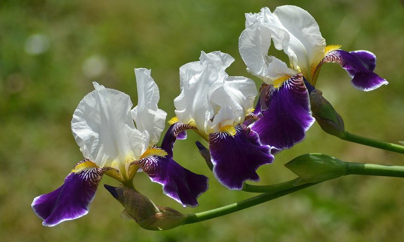 Обои цветы, лепестки, ирисы, флора, flowers, petals, irises, flora разрешение 2048x1365 Загрузить