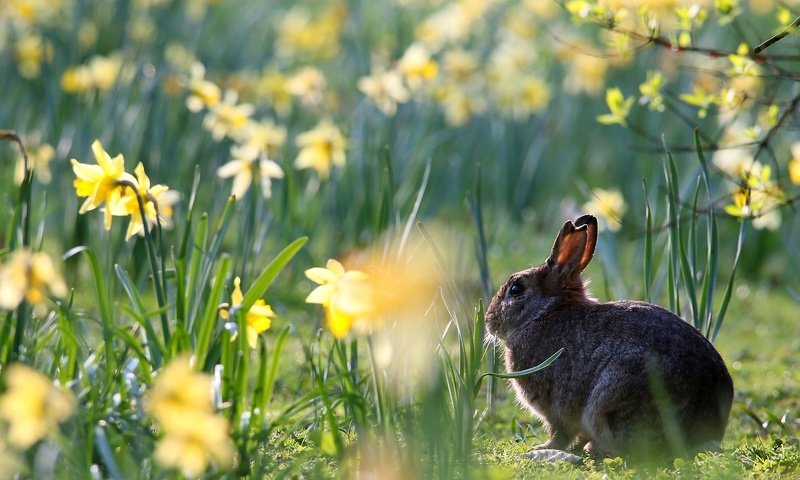 Обои цветы, весна, кролик, животное, нарциссы, заяц, flowers, spring, rabbit, animal, daffodils, hare разрешение 1920x1280 Загрузить