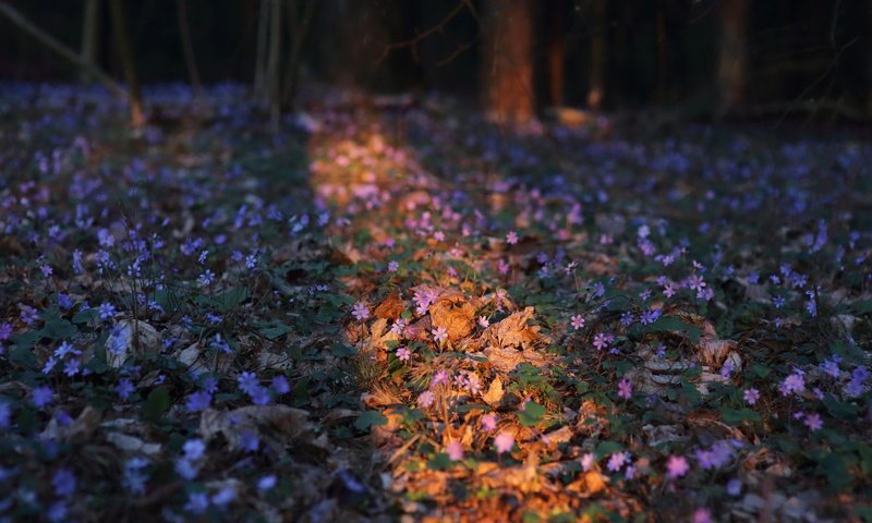 Обои цветы, природа, лес, весна, flowers, nature, forest, spring разрешение 2048x1365 Загрузить