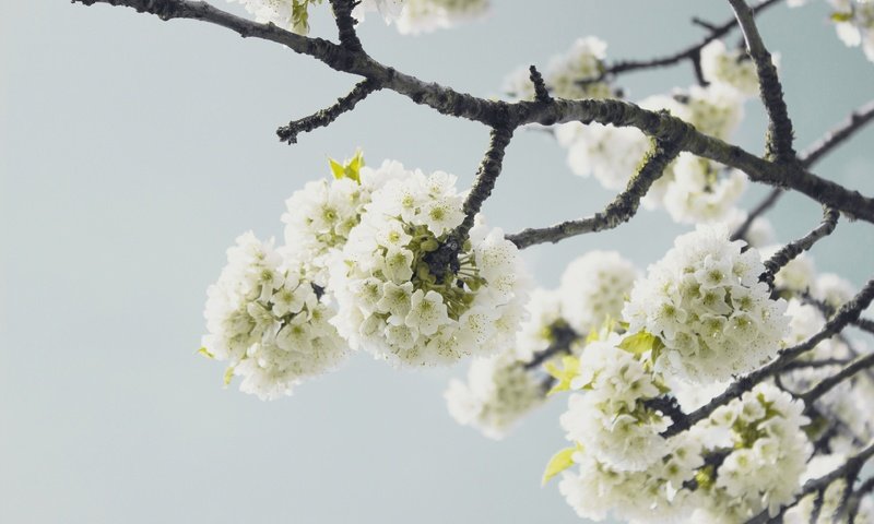 Обои цветы, природа, цветение, фон, ветки, весна, flowers, nature, flowering, background, branches, spring разрешение 3840x2400 Загрузить