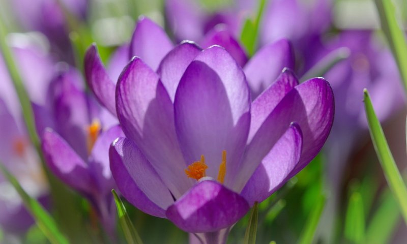 Обои цветы, лепестки, весна, крокусы, крупным планом, шафран, flowers, petals, spring, crocuses, closeup, saffron разрешение 3752x2733 Загрузить