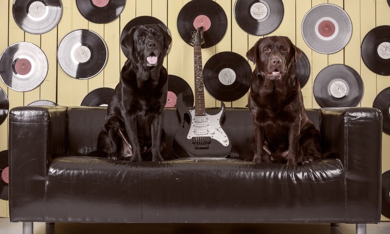 Обои гитара, диван, лабрадор, собаки, пластинки, ретривер, guitar, sofa, labrador, dogs, records, retriever разрешение 3600x2384 Загрузить