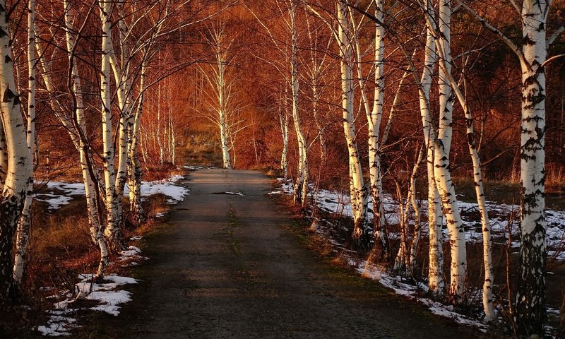 Обои дорога, деревья, снег, березы, весна, road, trees, snow, birch, spring разрешение 1920x1280 Загрузить