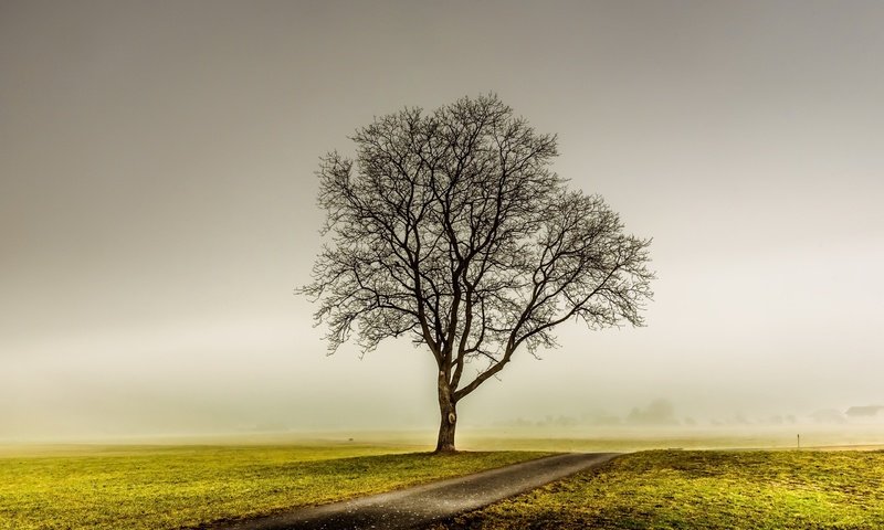 Обои дорога, дерево, туман, поле, road, tree, fog, field разрешение 2560x1709 Загрузить