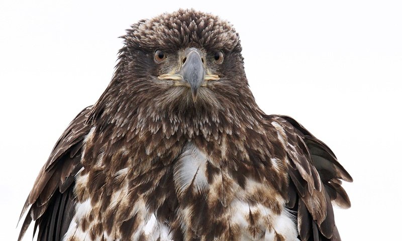 Обои фон, орел, птица, клюв, перья, белоголовый орлан, background, eagle, bird, beak, feathers, bald eagle разрешение 1920x1080 Загрузить
