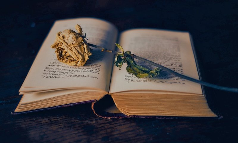 Обои фон, цветок, роза, книга, страницы, background, flower, rose, book, page разрешение 2048x1365 Загрузить