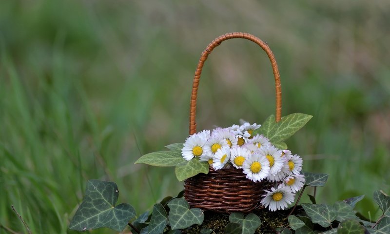 Обои цветы, зелень, корзинка, маргаритки, плющ, flowers, greens, basket, daisy, ivy разрешение 3456x2304 Загрузить