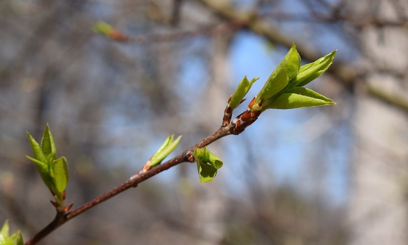 Обои ветка, природа, листья, фон, весна, branch, nature, leaves, background, spring разрешение 2982x2272 Загрузить