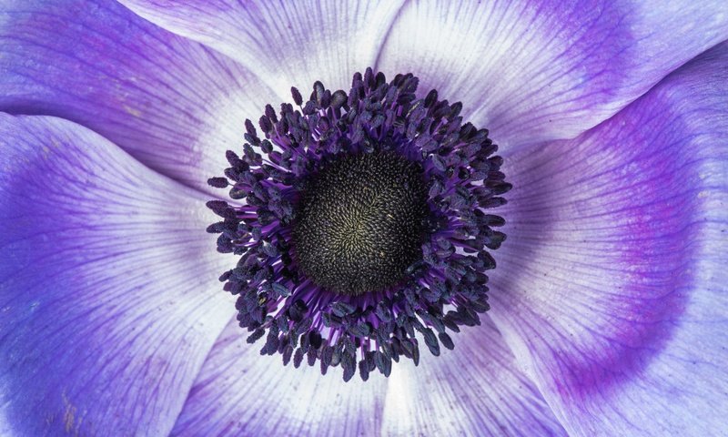 Обои макро, цветок, лепестки, фиолетовый, анемон, macro, flower, petals, purple, anemone разрешение 6016x4016 Загрузить