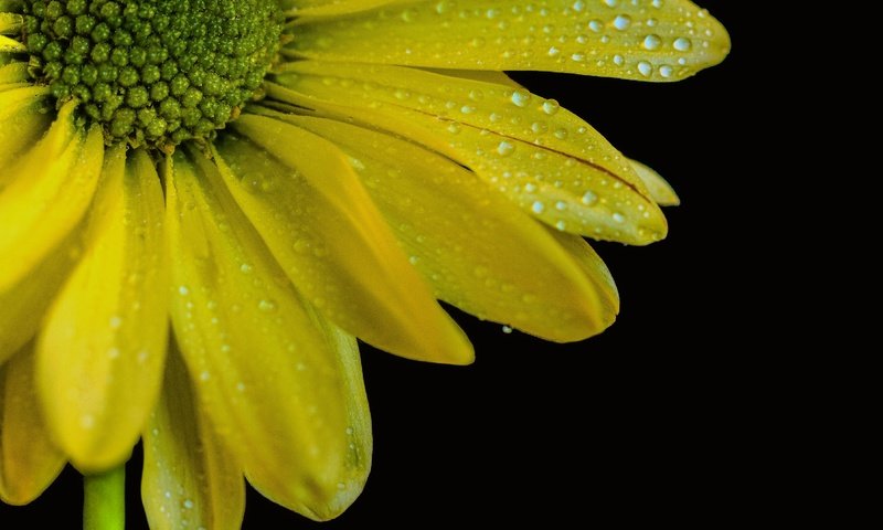 Обои желтый, макро, цветок, капли, лепестки, черный фон, yellow, macro, flower, drops, petals, black background разрешение 3591x3345 Загрузить