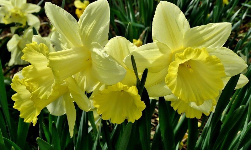 Обои цветы, макро, лепестки, нарциссы, желтые, flowers, macro, petals, daffodils, yellow разрешение 2048x1536 Загрузить