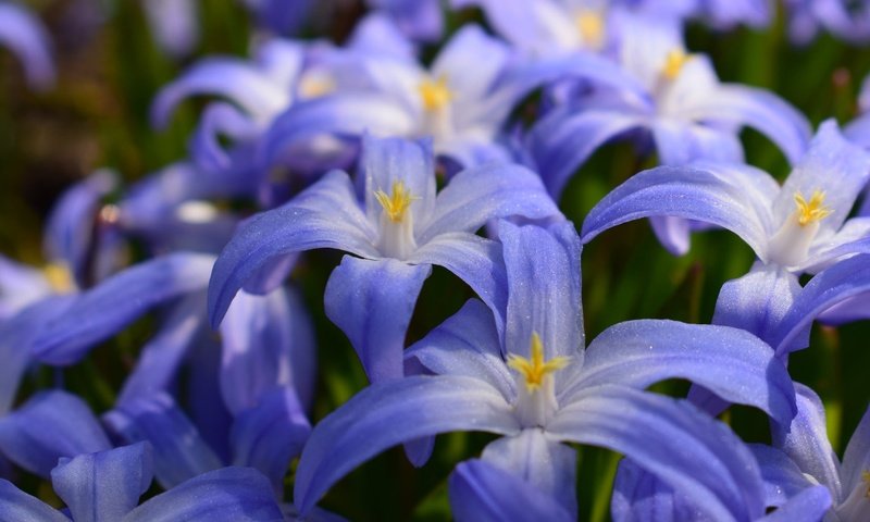 Обои цветы, макро, лепестки, пролеска, хионодокса, flowers, macro, petals, scilla, hionodoksa разрешение 2048x1367 Загрузить