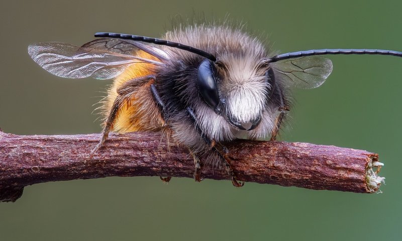 Обои ветка, макро, насекомое, усы, крылья, пчела, мегахилида, branch, macro, insect, mustache, wings, bee, megachilid разрешение 2048x1130 Загрузить