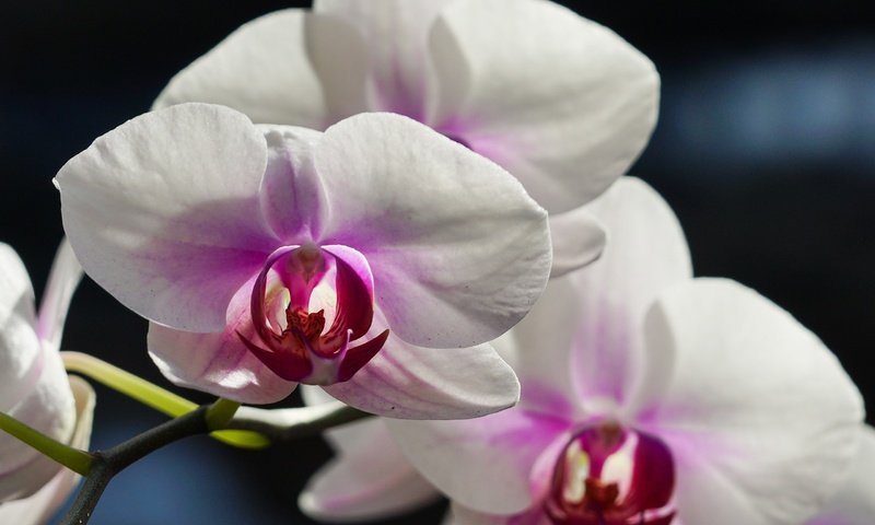 Обои цветы, макро, орхидея, белая орхидея, flowers, macro, orchid, white orchid разрешение 2560x2048 Загрузить