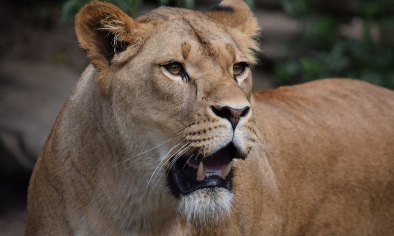 Обои глаза, морда, взгляд, хищник, лев, пасть, львица, eyes, face, look, predator, leo, mouth, lioness разрешение 5551x3701 Загрузить