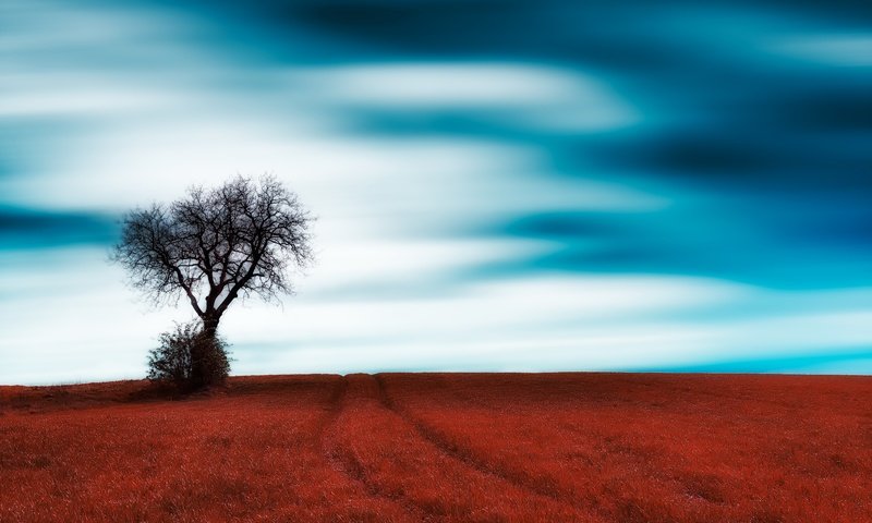 Обои небо, трава, облака, дерево, поле, the sky, grass, clouds, tree, field разрешение 6016x3654 Загрузить