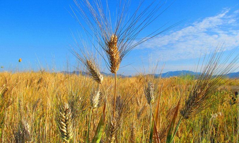 Обои небо, облака, природа, поле, колосья, пшеница, the sky, clouds, nature, field, ears, wheat разрешение 2048x1380 Загрузить