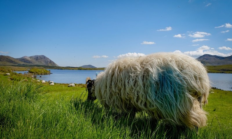 Обои небо, трава, шерсть, луг, животное, овца, the sky, grass, wool, meadow, animal, sheep разрешение 2048x1365 Загрузить