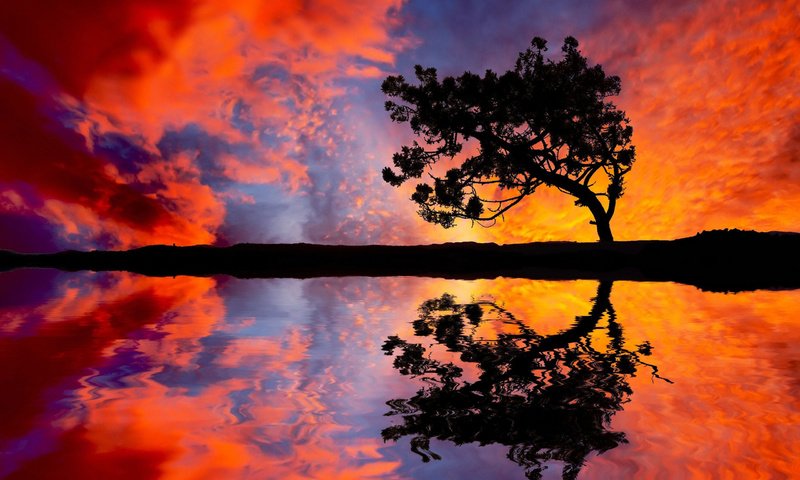 Обои небо, вода, природа, дерево, закат, отражение, the sky, water, nature, tree, sunset, reflection разрешение 2560x1600 Загрузить