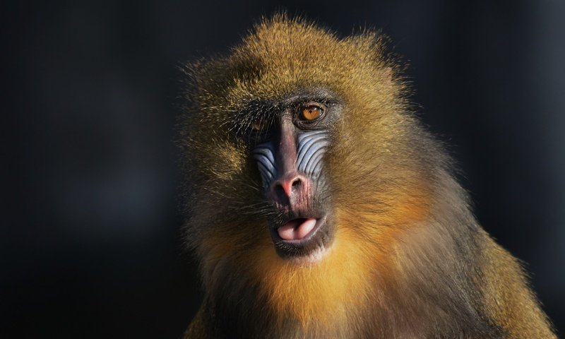 Обои глаза, взгляд, обезьяна, мандрил, mandrillus sphinx, eyes, look, monkey, mandrill разрешение 2048x1150 Загрузить