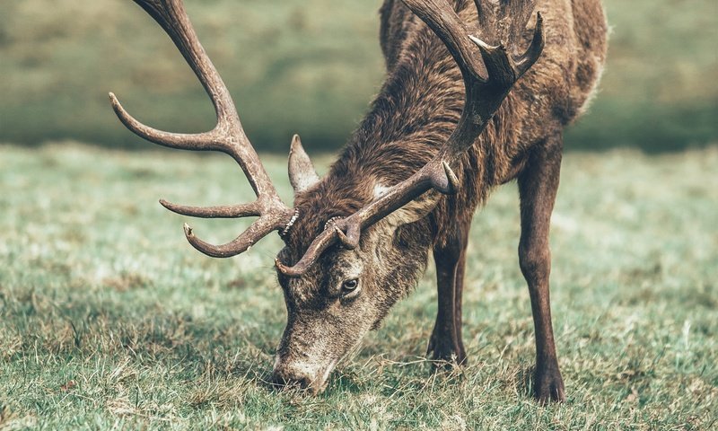 Обои трава, олень, животное, рога, grass, deer, animal, horns разрешение 2560x1600 Загрузить