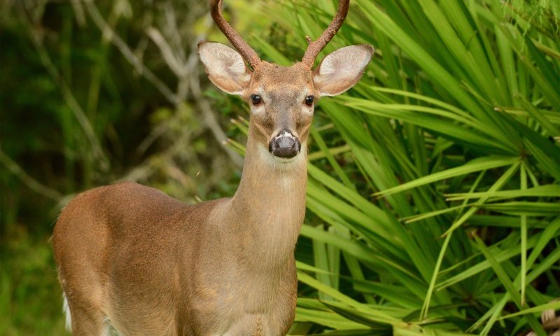 Обои природа, зелень, листья, олень, кусты, животное, nature, greens, leaves, deer, the bushes, animal разрешение 2560x2083 Загрузить