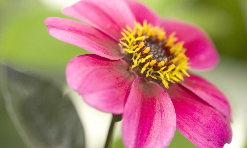 Обои природа, цветок, лепестки, розовый, георгин, nature, flower, petals, pink, dahlia разрешение 1920x1200 Загрузить