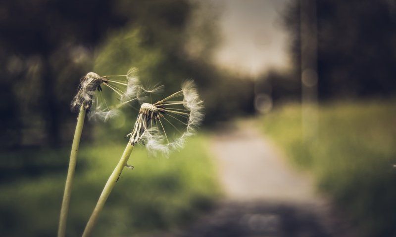 Обои цветы, природа, фон, одуванчики, пушинки, былинки, flowers, nature, background, dandelions, fuzzes, blade разрешение 2560x1707 Загрузить