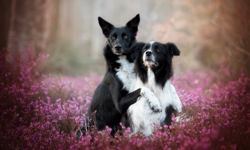 Обои цветы, природа, фон, собаки, овчарка, вереск, бордер-колли, flowers, nature, background, dogs, shepherd, heather, the border collie разрешение 2048x1367 Загрузить