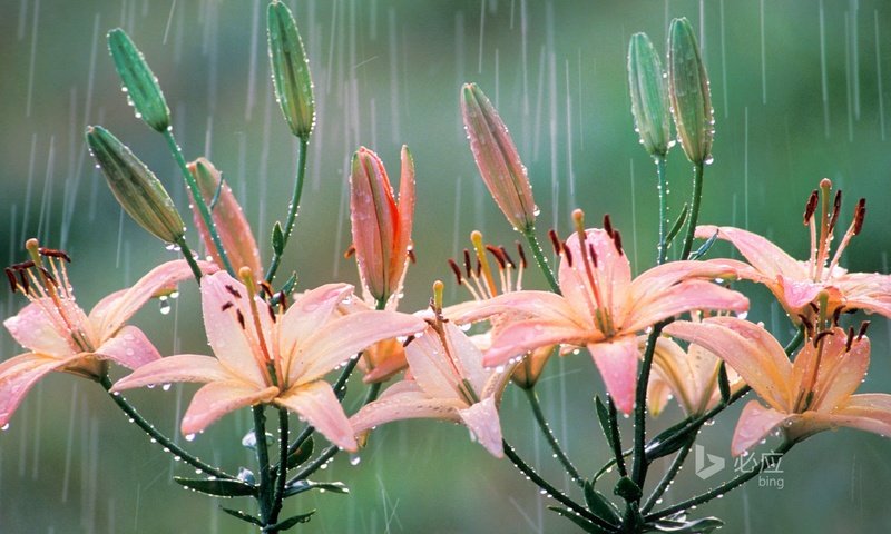 Обои цветы, природа, капли, лепестки, лилия, дождь, flowers, nature, drops, petals, lily, rain разрешение 1920x1200 Загрузить